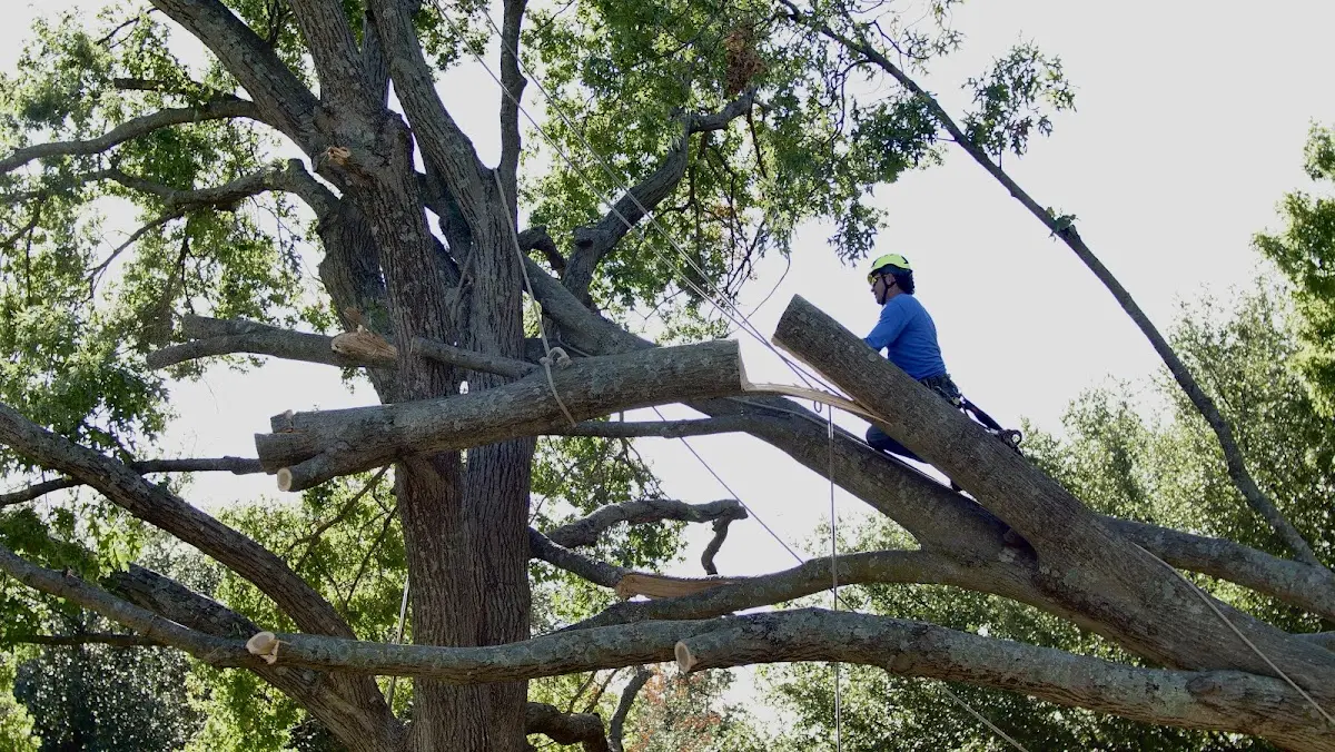 Professional Hazardous Tree Removal performed by certified arborists in Keenes