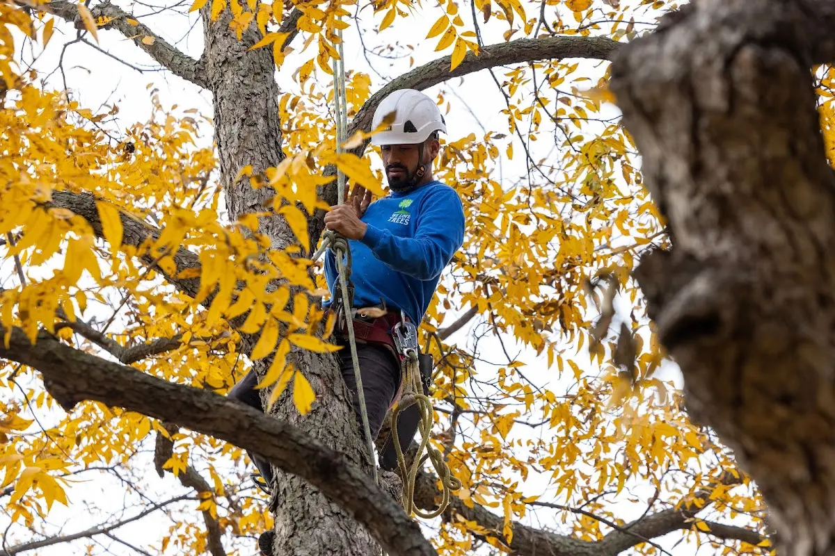 Skilled Tree Planting crew working in Keenes