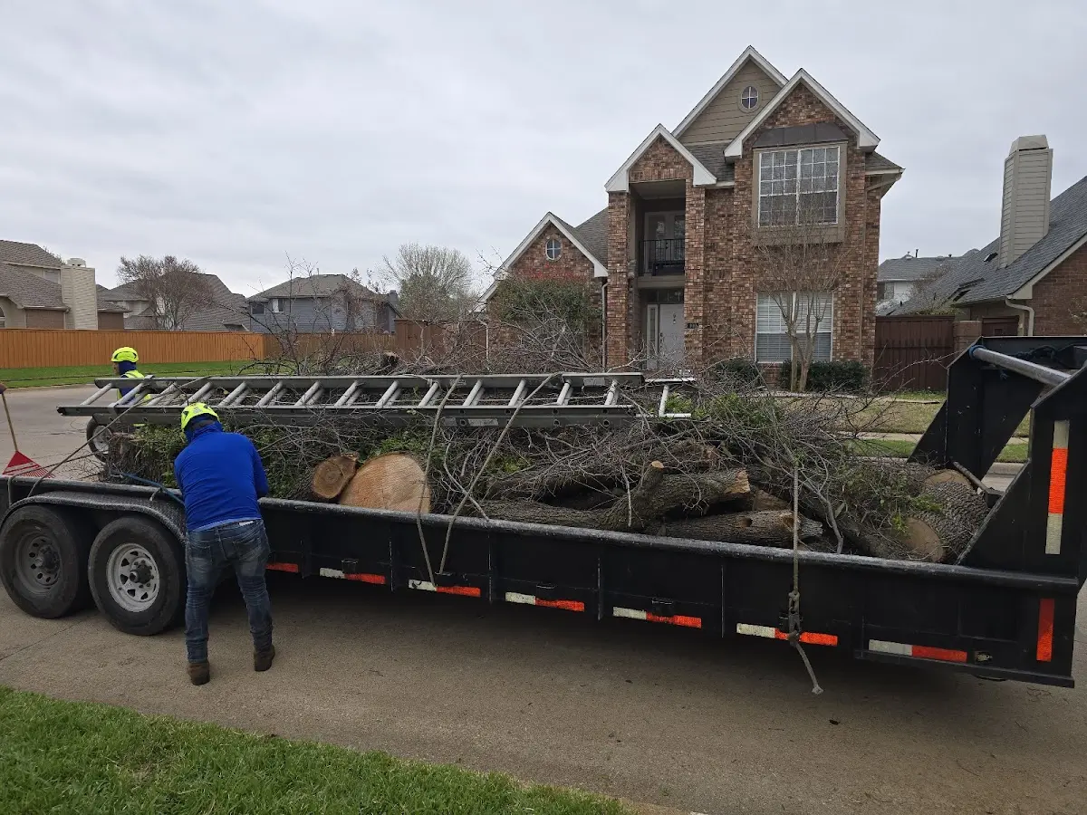 Expert Tree Removal with proper safety equipment in Keenes